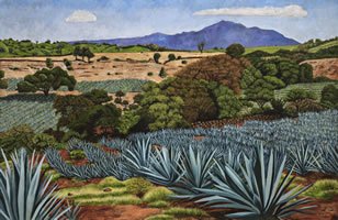 Agave azul tequilana, 2018